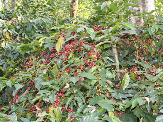 A heavily pruned Kent variety at a coffee plantation in India.