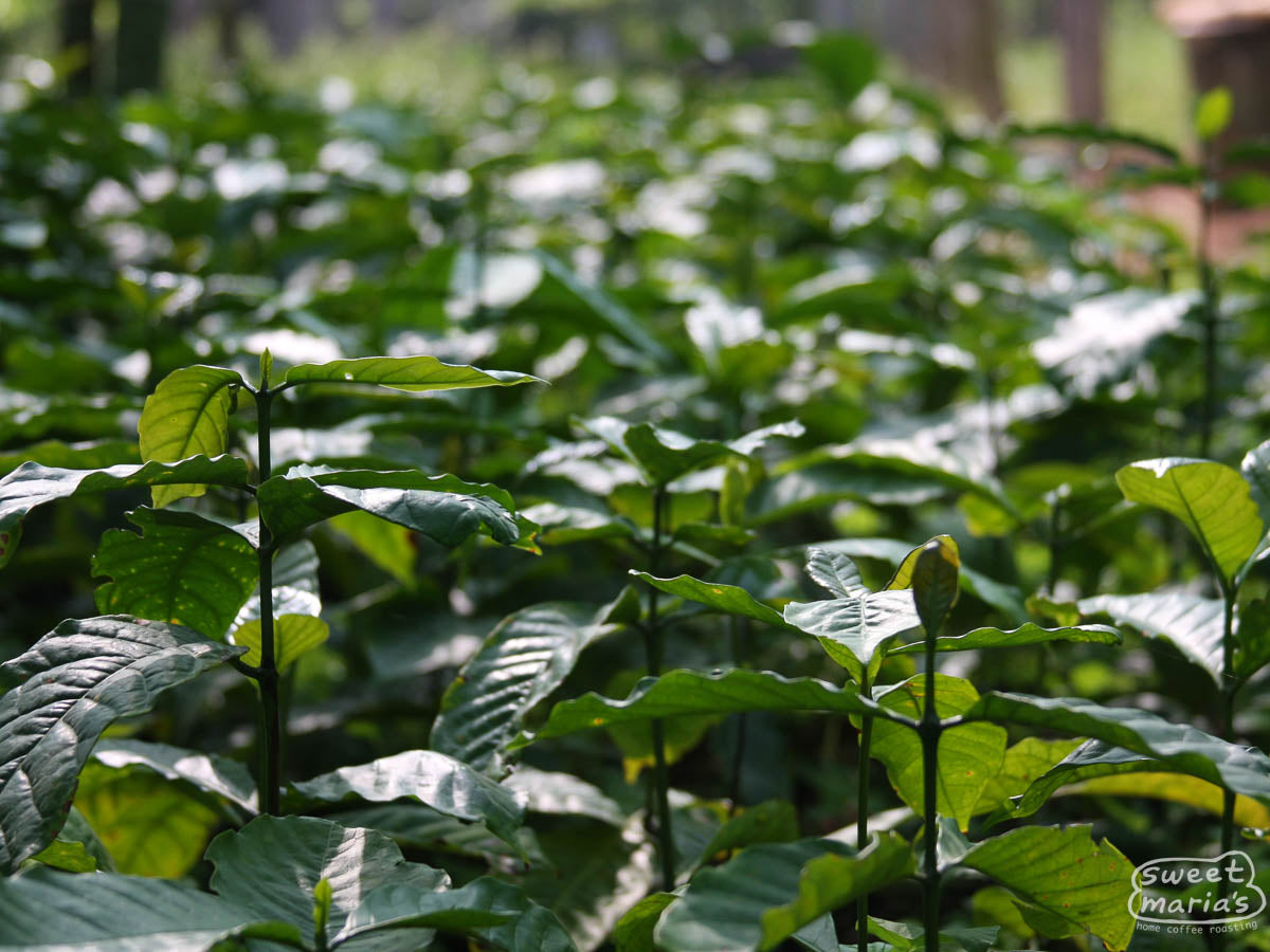 Green leaves of new coffee plants at a nursery in India.