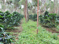  Java Sunda.