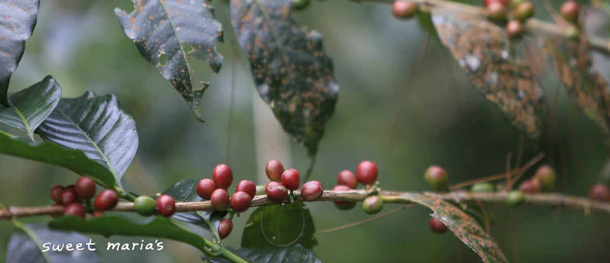  Sumatra.