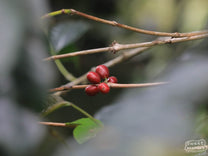 Red coffee cherries are ripe and ready to be picked at a farm near Gunung Papandayan
