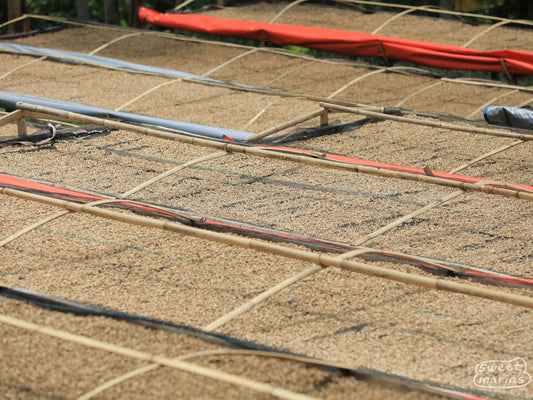 Coffee drying on raised patios at a site near Papandayan (not where this coffee was processed).