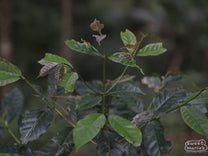 Bronze tipped leaves of Ateng coffee shrub at a farm in West Java.