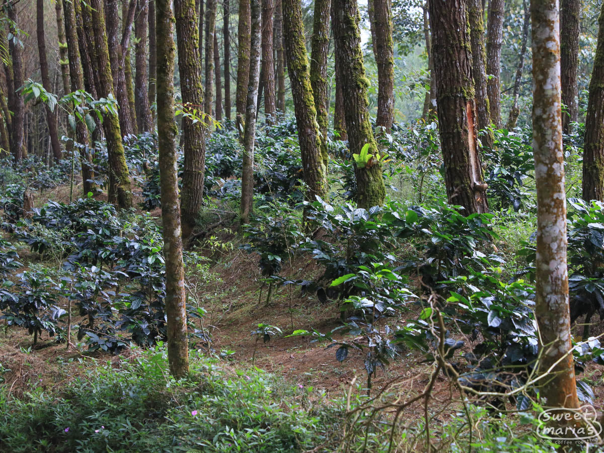 Coffee plants growing beneath a natural shade canopy in West Java.