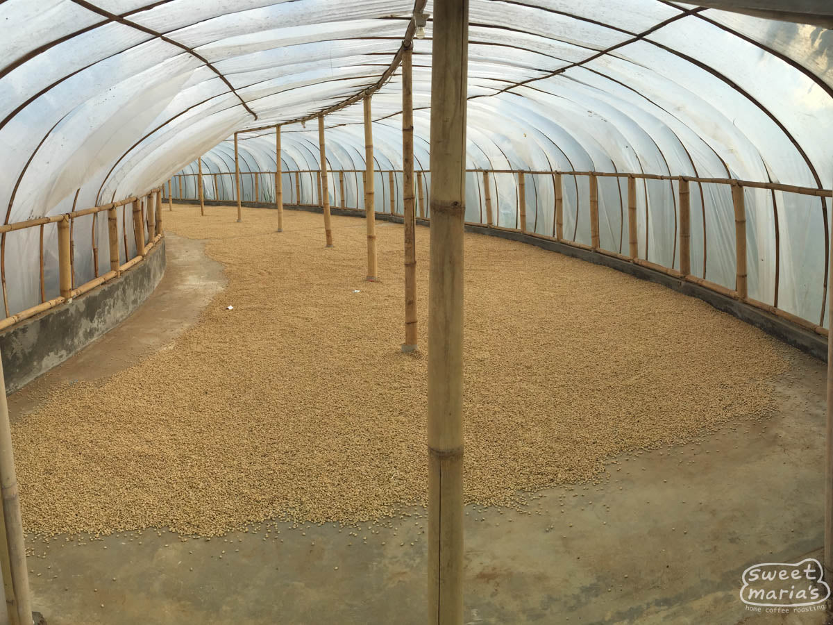 Coffee safely dries under the protection of a long tunnel shaped drying room. Java Sunda.