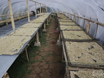 A drying room where wet process coffee dries on raised beds. Java Sunda region.