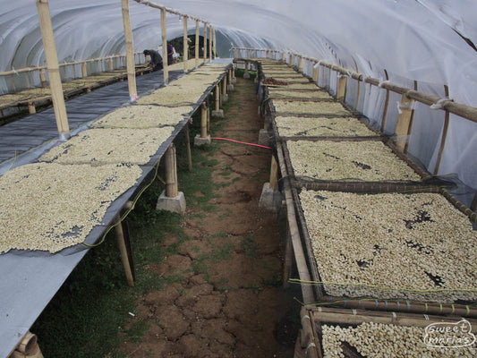 A drying room where wet process coffee dries on raised beds. Java Sunda region.