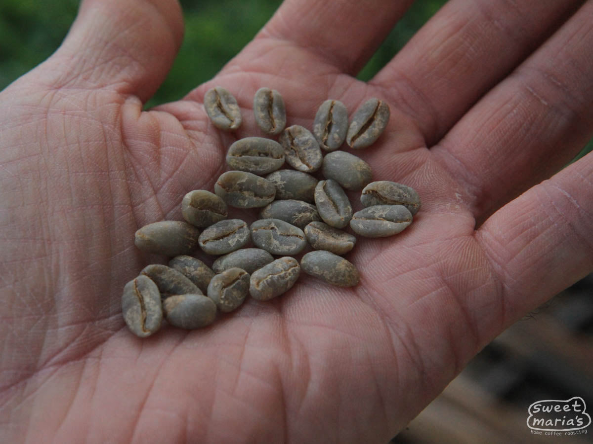 Canoe-shaped green Typica coffee seeds at a farm in West Java ("Sunda").