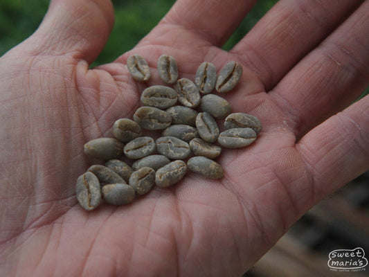 Canoe-shaped green Typica coffee seeds at a farm in West Java (