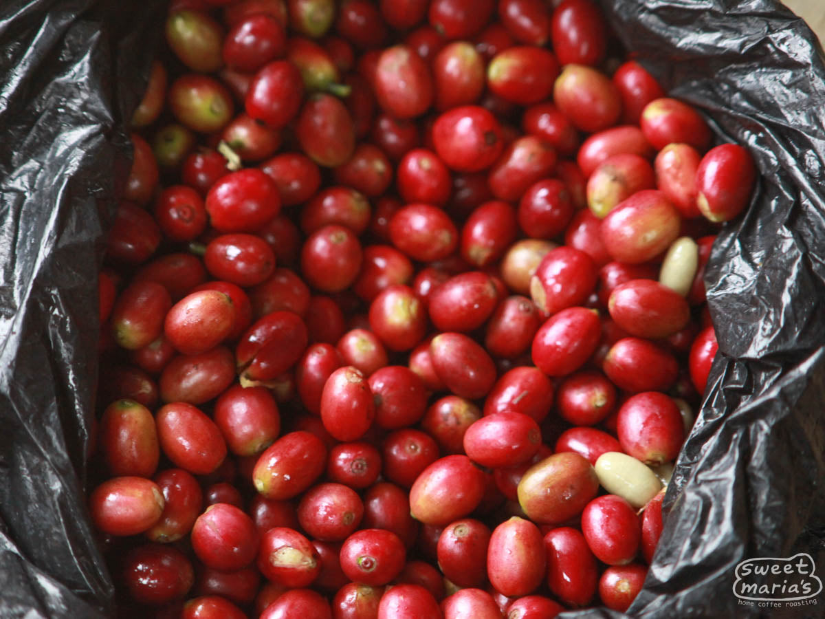 A bag of harvested coffee cherries with very uniform ripeness and coloring. Java Sunda.