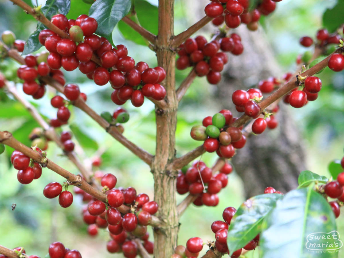 Red coffee cherries ripe and ready to harvest. Java Sunda.