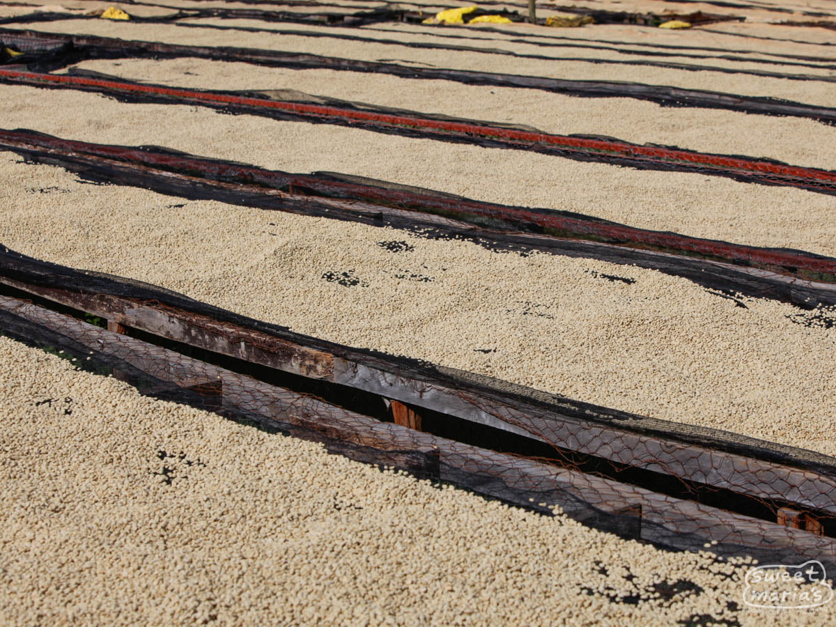 Parchment coffee dries on raised beds at a factory in Nyeri (not Nduma). This is wet process coffee. 