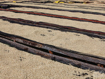 Parchment coffee dries on raised beds at a factory in Nyeri (not Nduma). This is wet process coffee. 