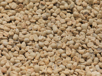 Green coffee, with the thin layer of parchment still intact, dries on raised beds at Kangocho Factory.
