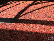 Wood-frame drying tables filled with parchment coffee at the Karatu Farmer's Cooperarive Society in Thika, Kenya.