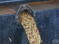 Coffee dries in its parchment layer at one of the Othaya Farmers Cooperative Society's milling sites in Nyeri.