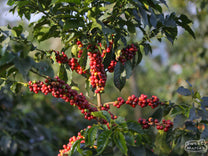 Ripe red coffee cherry growing on a shrub right next to the Kianamui factory in Kirinyaga.