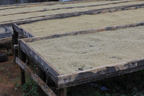  shows us the pulper and cement fermentation tank at Spike coffee farm in Kiambu