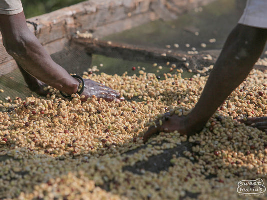 Workers spread out the wet, green coffee on raised drying beds made of wooden frames, and a wire mesh surface to allow air circulation. This photo is not Kiangoi, but another Cooperative Factory in Kirinyaga, Kenya.