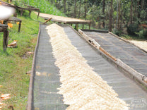 Wet Process coffee is first piled in the center of the beds to drip dry for a few hour before being spread to a thin layer. Kangunu Factory.