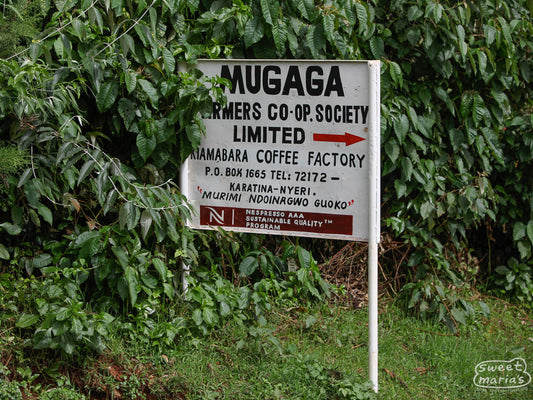 The sign pointing the way to Kiamabara Coffee Factory, where whole cherry from the surrounding farmers and cooperative members is processed down to green coffee. Karatina, Nyeri County, Kenya.