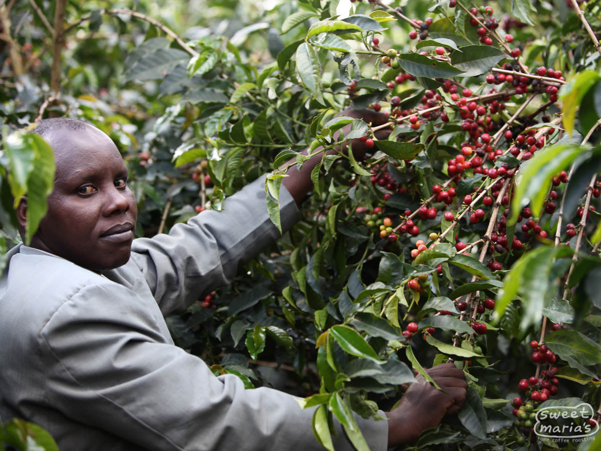 Peter Macheriya, who was the manager of Kiamabara Factory when we visited back in 2009, shows us their 3 disc coffee pulper.