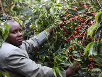Peter Macheriya, who was the manager of Kiamabara Factory when we visited back in 2009, shows us their 3 disc coffee pulper.