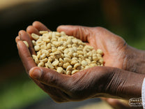  "Othaya Gatuyaini Coffee Factory"