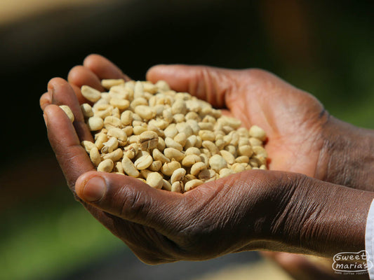 A farmer holds dried green coffee still in parchment at the Gatuyaini Factory in Nyeri region, Kenya.