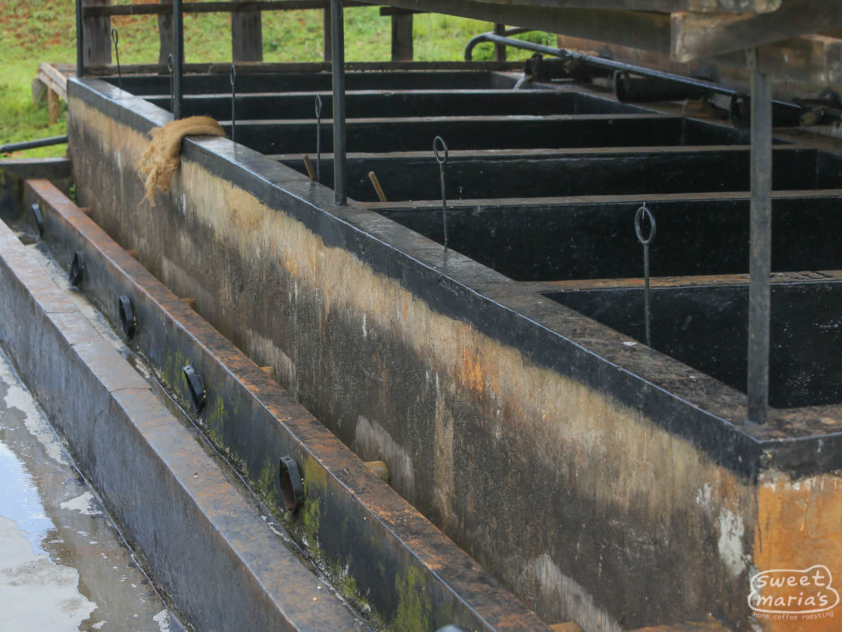 Parchment coffee dries on raised beds at the Gatugi Factory in Nyeri.