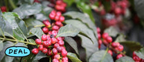 Kenya Nyeri Mutwewathi AA