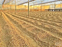 An example of a Gesha plant full of coffee fruit at a farm in Colombia