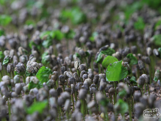 Coffee sprouts in Chiapas. You can see how the seed stretches up on the new shoot from the ground.