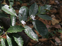Flowering coffee shrub at a Chiapas farm.