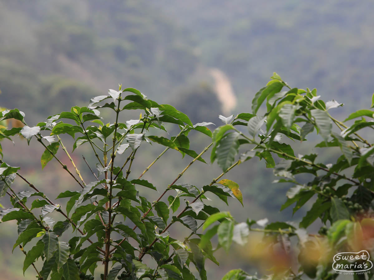 Green coffee plants at the end of the coffee harvest in Chiapas.