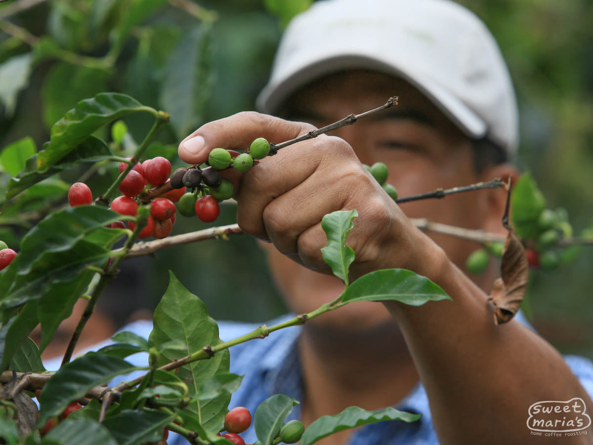 A farmer picks coffee at his small farm in Chiapas