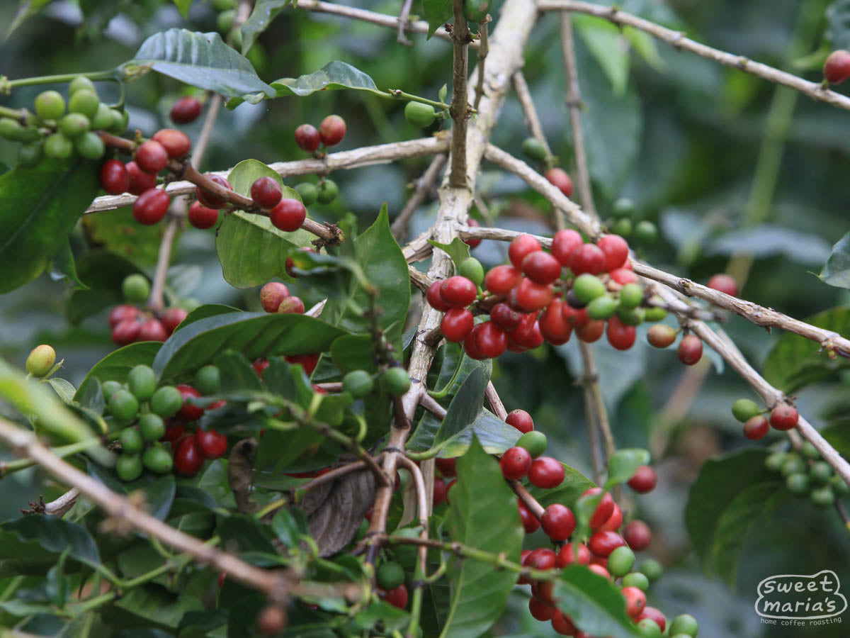 Coffee cherries ripen at a farm in Chiapas region of Mexico.