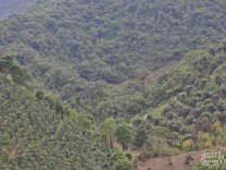  so here's a picture of coffee plants in Chiapas instead!