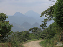 Coffee plant flowering at the end of the harvest season in Chiapas.