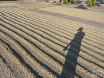 Parchment coffee dries on cement patios at the Buenos Aires mill.
