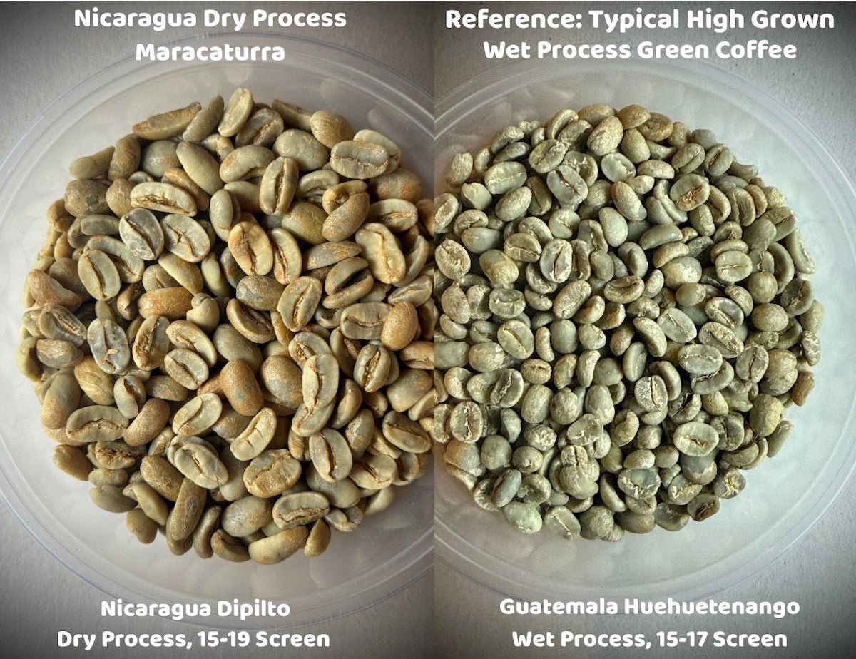 Nicaragua Dry Process Maracaturra