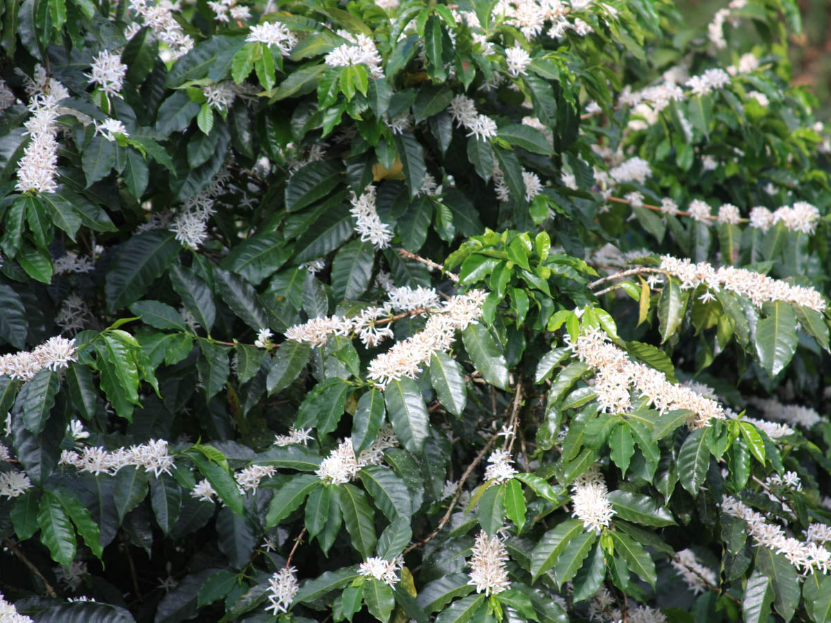 Coffee plants in full bloom during a trip to Panama in the early 2000's. (not Bambito)