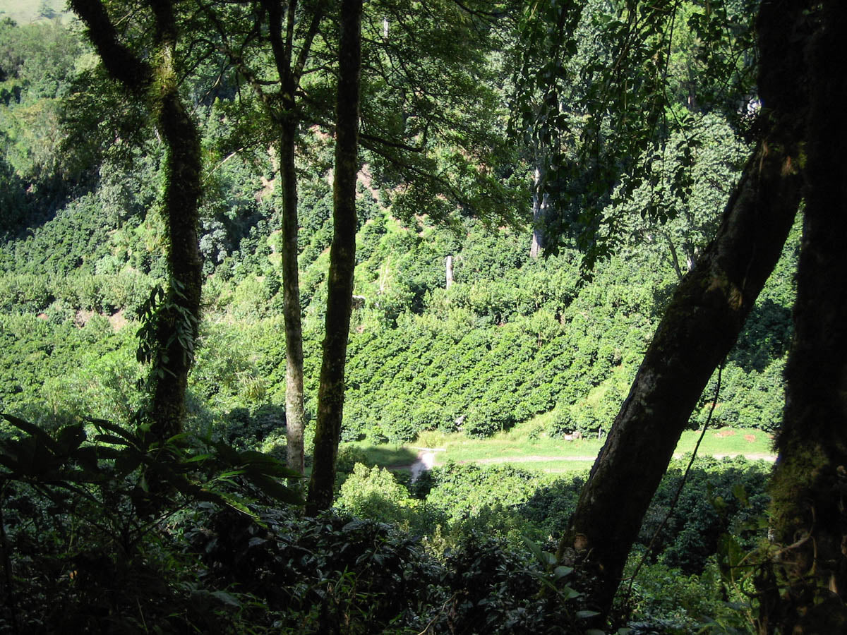 Coffee plants in full bloom during a trip to Panama in the early 2000's. (not Bambito)