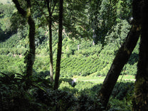 Coffee plants in full bloom during a trip to Panama in the early 2000's. (not Bambito)