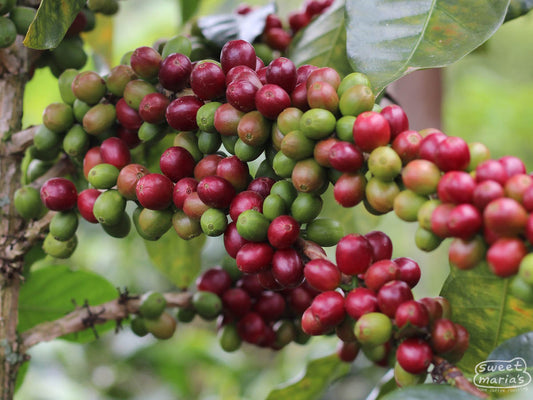 Coffee cherries ripen at a farm in Las Pirias, Chirinos District.