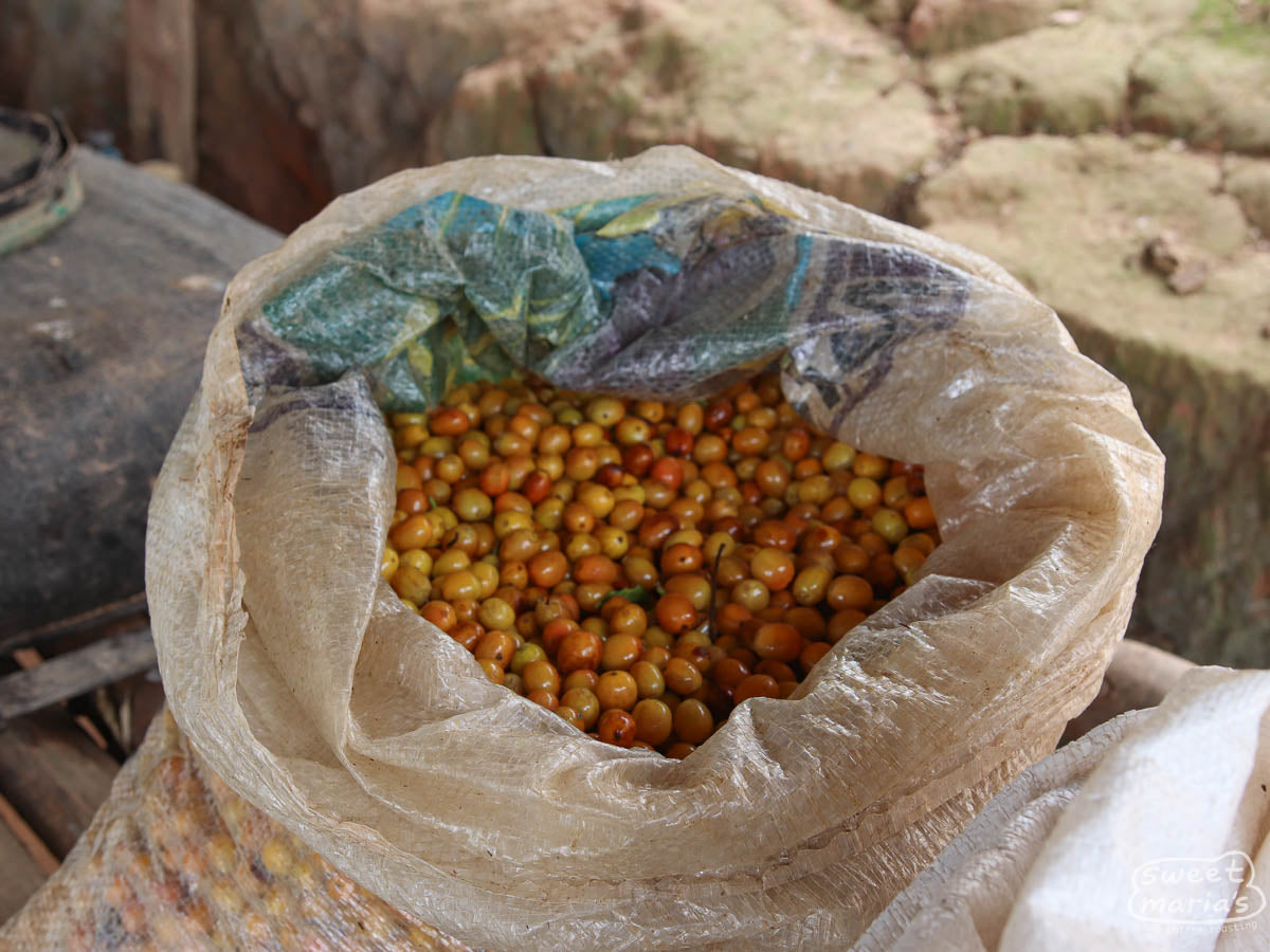 Yellow coffee fruit harvested in a mylar bag at a coffee farm in Cajamarca, Peru.