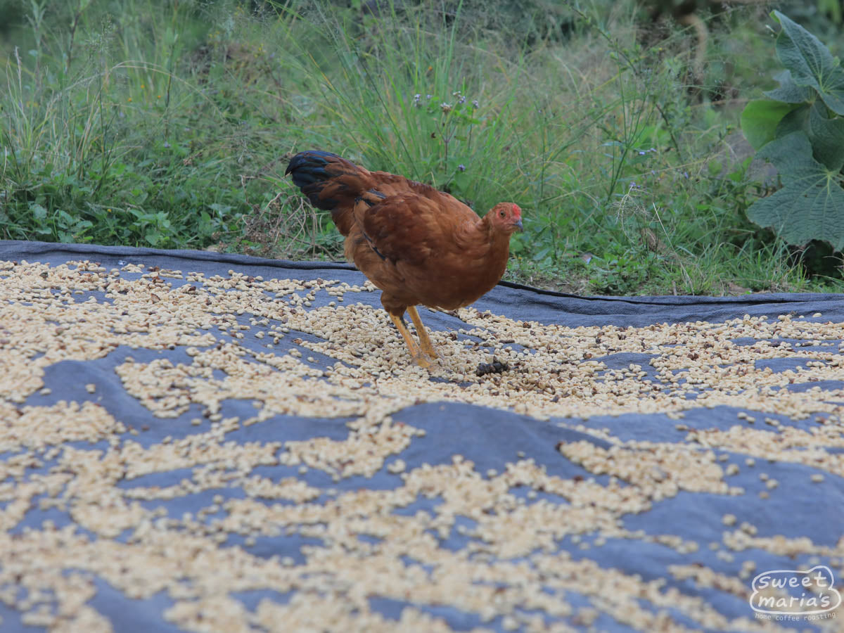 A hen does its best to help out with the drying coffee. Peru.