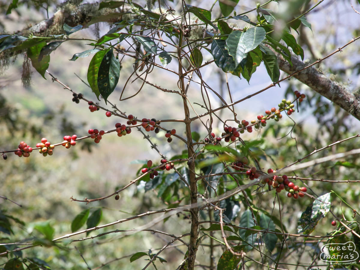Spindly bourbon coffee shrub with clumps of cherries in Peru.