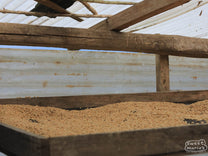 Coffee dries on raised beds in San Ignacio region.