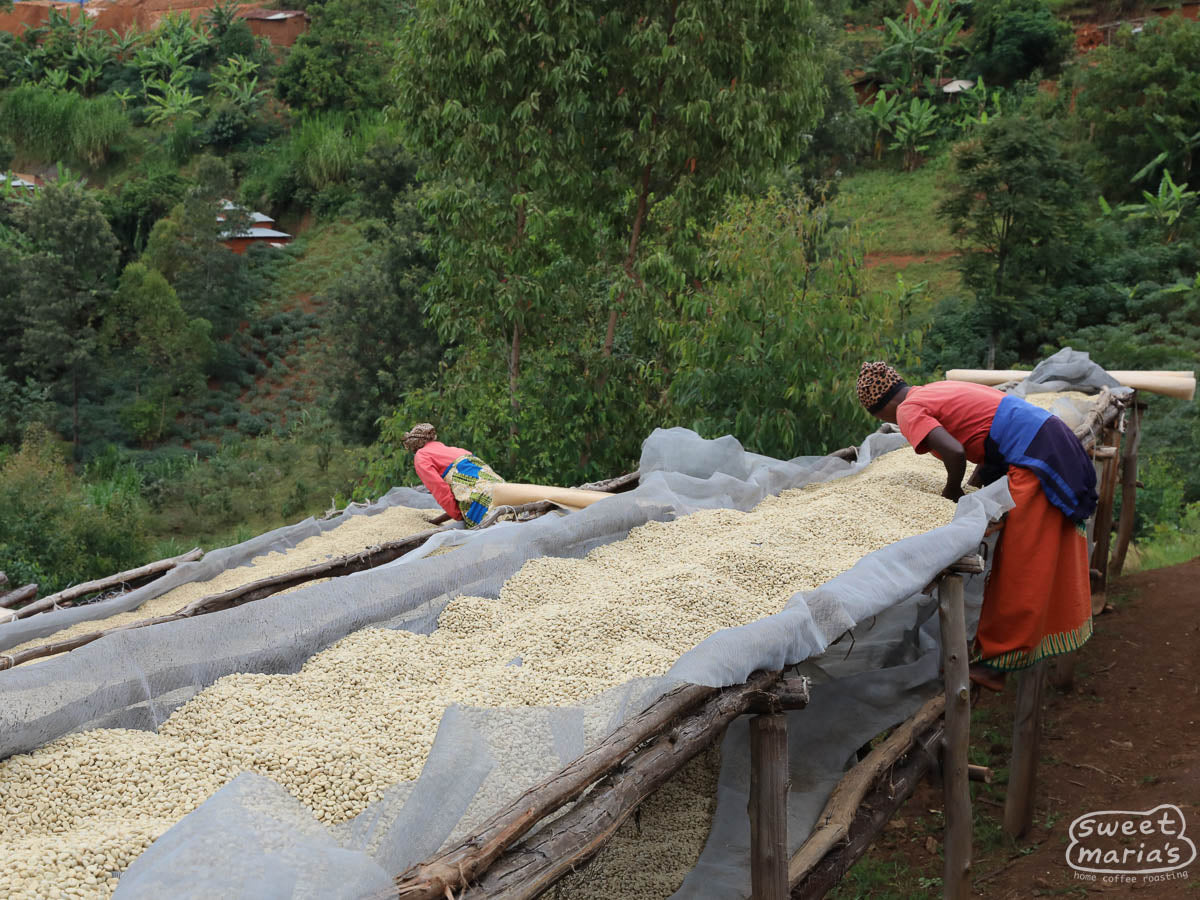 After pulping and fermenting, the wet parchment is moved to the drying tables where it is spread to a thin layer to dry in the sun. Migoti coffee washing station, Burundi.